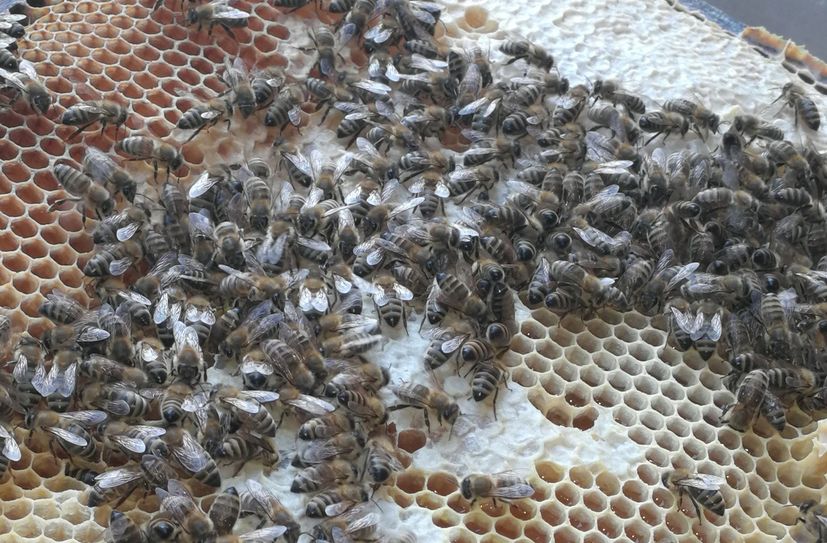 Bienen beim Verdeckeln des Honigs.