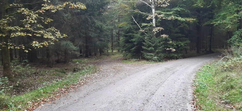 Hier an der Weggabelung Hörnelweg/Alter Hörnelweg wurde am 26. September der grausige Fund gemacht. Foto: Polizei