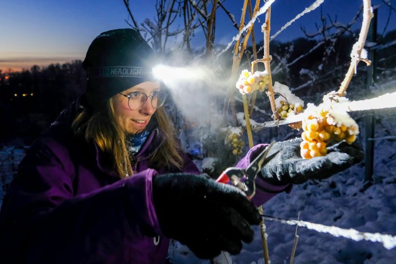 Winzerin Josefine Büttner bei der Eisweinlese am 26. Dezember, morgens bei minus 12 Grad.