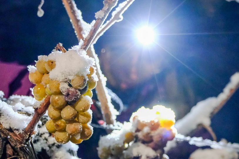 Zu Eiswein des Jahrgangs 2021 wird ein  Riesling verarbeitet. Fotos: Arvid Müller