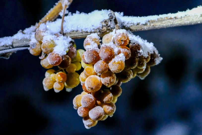 Damit Trauben zu Eiswein werden, müssen sie mindestens Frost von minus sieben Grad bekommen.