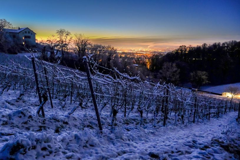 Der Weinberg "Paradies" im frostigen Morgengrauen.