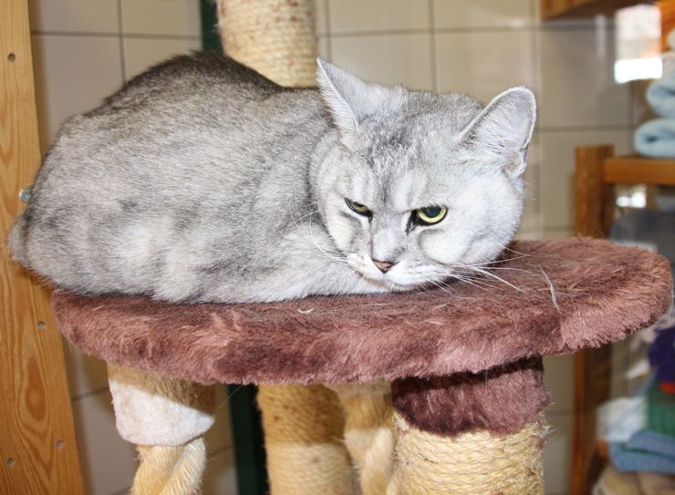 Gombie ist 13 Jahre alt und eine sehr schöne, aber auch sehr sensible Katze. Sie ist eine reine Wohnungskatze, mag allerdings keine Kinder. Foto: Pönisch