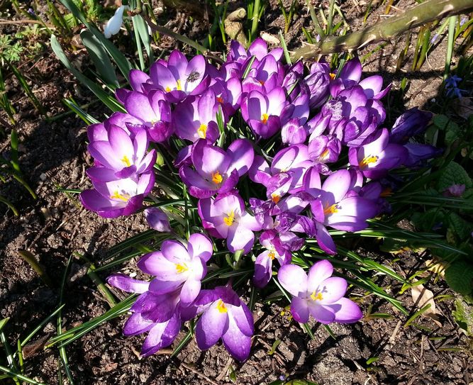 Massenblüte derzeit im Saxdorfer Pfarrgarten.