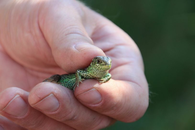 Die Tierart ist streng geschützt.
