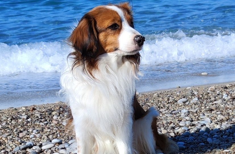 Kooikerhondje sind lebhafte, fröhliche Hunde und werden als freundlich, gutartig, sensibel und intelligent beschrieben.