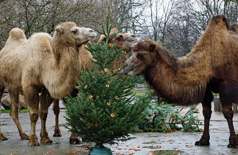 Foto: Zoo Dresden