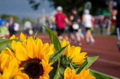 Für die Sächsische Krebsgesellschaft steht die Sonnenblume als Symbol für Lebenswille und Hoffnung.
