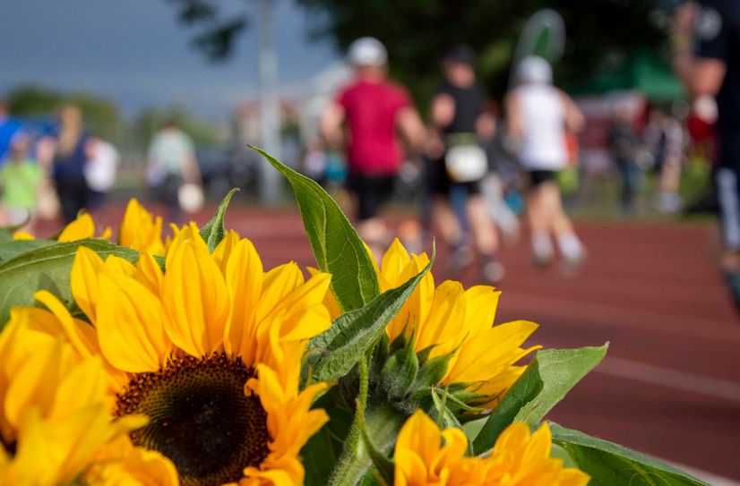 Für die Sächsische Krebsgesellschaft steht die Sonnenblume als Symbol für Lebenswille und Hoffnung.
