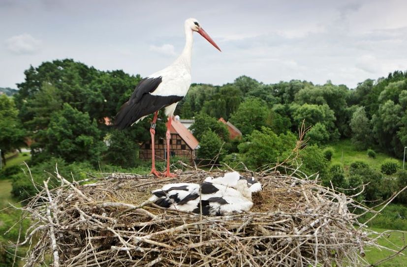Weißstörche in ihrem Nest.