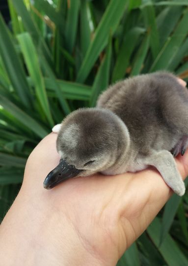Eines von zwei neuen Pinguin-Küken im Spreewelten Bad Lübbenau. Foto: Spreewelten GmbH