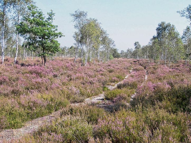 Heideblüte in der Gohrischheide. Foto: P. Kneis