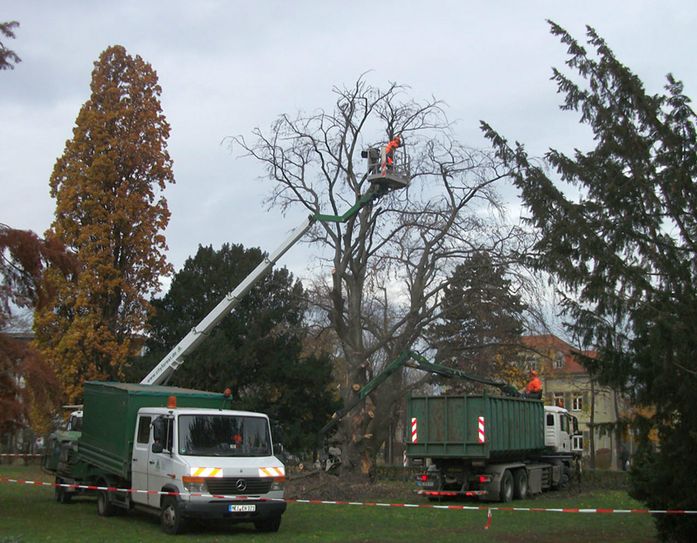 Eine vertrocknete Blutbuche musste im Oktober 2019 am Albertplatz gefällt werden.                 Foto: Steffen Löbel