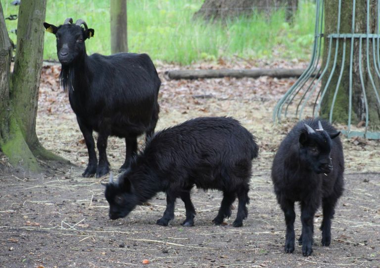 Der Tierpark Weißwasser ist seit 4. Mai wieder geöffnet. Foto: T. Keil