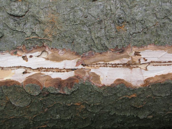 Muttergang eines Borkenkäfers. Foto: Kreisforstamt
