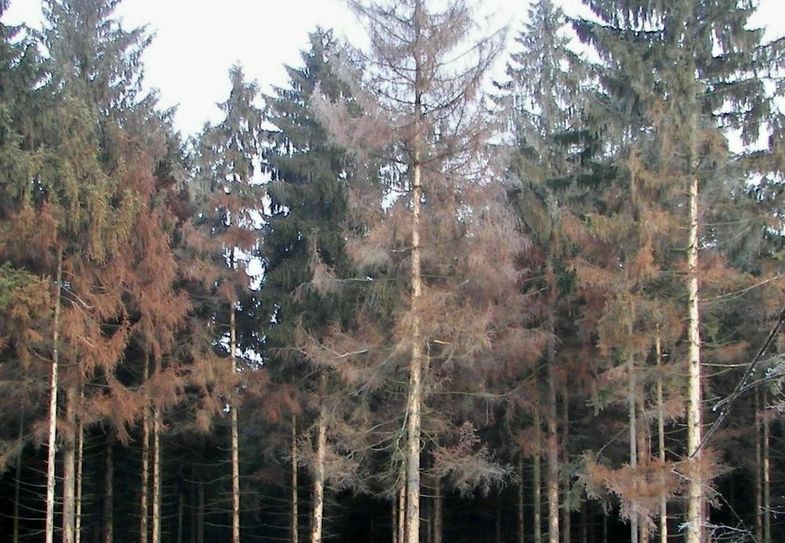 So sehen momentan viele Fichten aus. Foto: Kreisforstamt