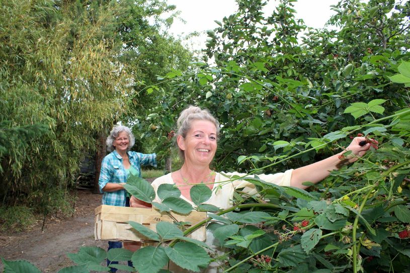 Unter der Leitung von Dagmar Steuer treffen sich immer donnerstags Obstretter auf der Plantage von Ulrich