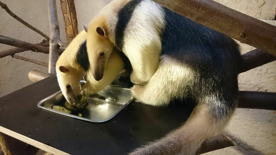 Tamandua-Männchen Ignatio und Tamandua-Weibchen JuanRita bei ihrem ersten Treffen.
