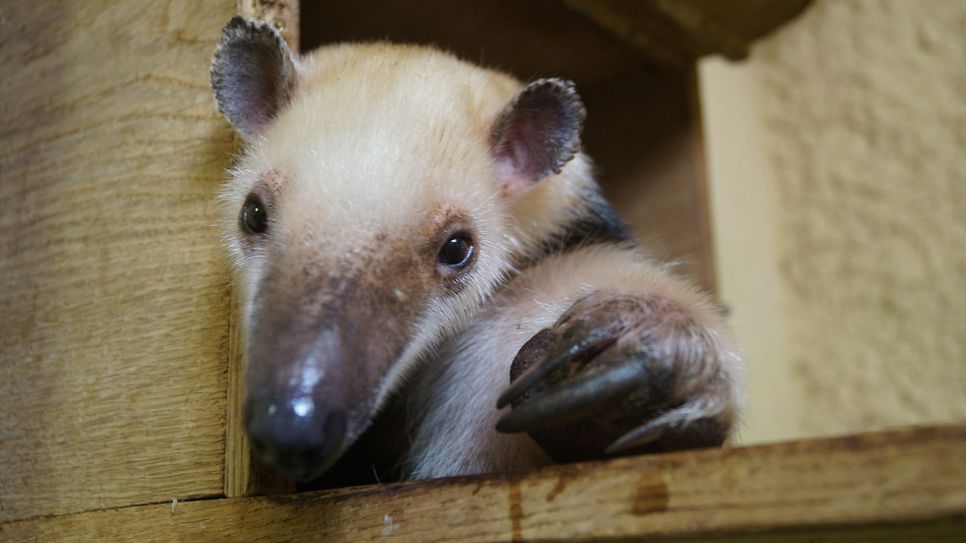 Tamandua-Weibchen JuanRita (Fotos: PR/Sepp Müller)