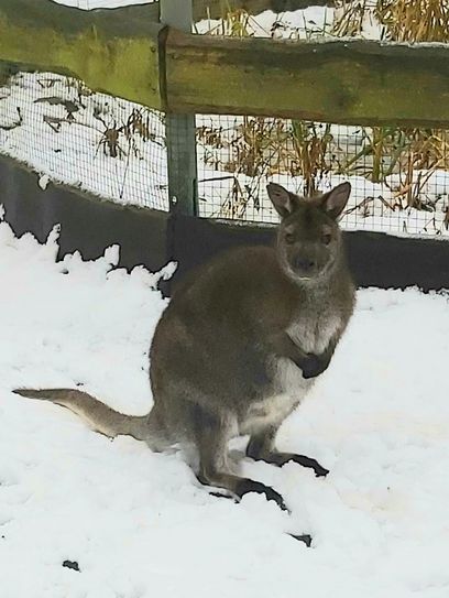 Das Känguru war über den Zaun seines Geheges gehüpft. Foto: pm