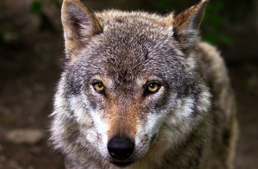 Die Entnahme einzelner Wölfe ist an einen engen gesetzlichen Rahmen gebunden, festgelegt in der Sächsischen Wolfsmanagementverordnung.