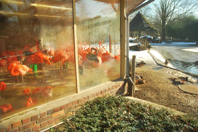 Die Flamingos stehen seit Wochen im Glashaus. Zwei starben schon wegen Stress.
