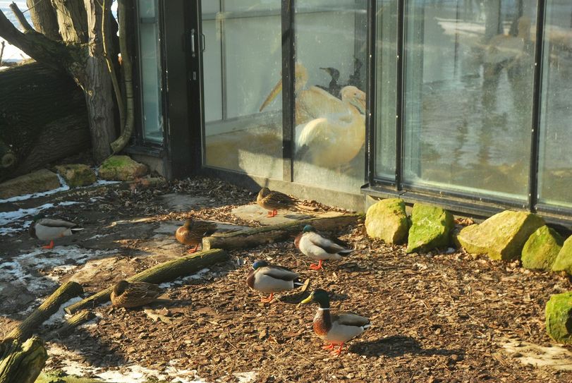 Pelikane drin, Wildvögel drausen.