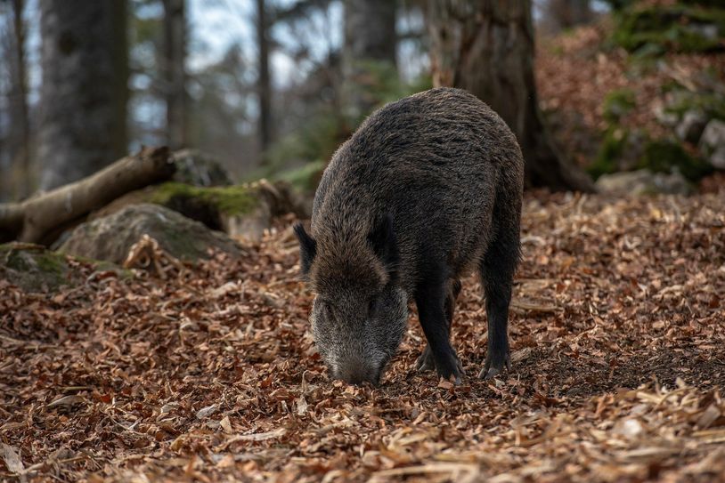 Die Afrikanische Schweinepest ist eine ansteckende Allgemeinerkrankung der Schweine (Haus- und Wildschweine), die fast immer tödlich verläuft und unheilbar ist. Es gibt keine Möglichkeit, die Schweine durch eine vorbeugende Impfung zu schützen. Für den Menschen und andere Tierarten ist die ASP nicht ansteckend oder gefährlich. Foto: Pixabay