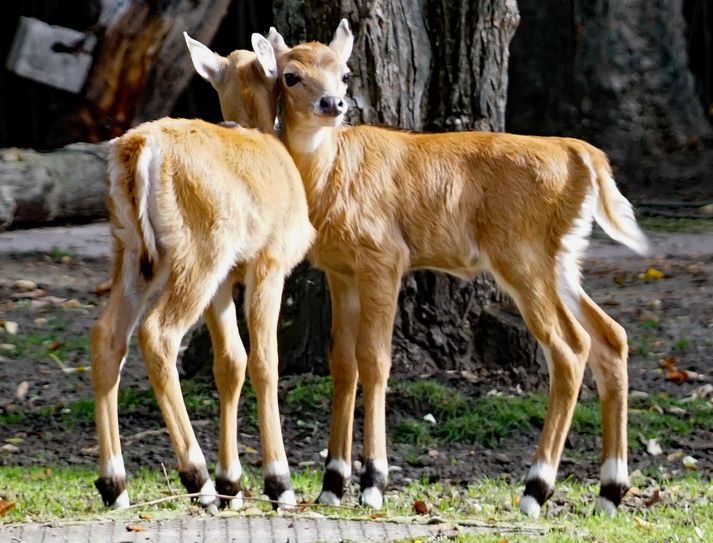 Wer ist Chanti, wer Charkor? Noch sind die beiden Nilgau-Antilopen nicht zu unterscheiden. Foto: Zoo Dresden/Berndt