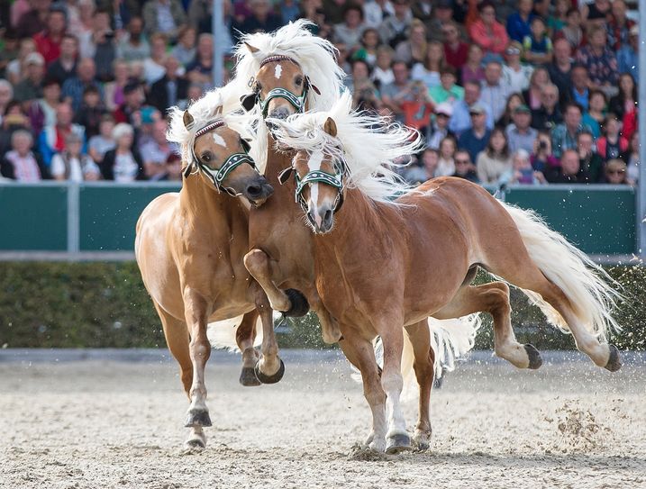 Haflingerhengste in Moritzburg. Foto: Landgestüt