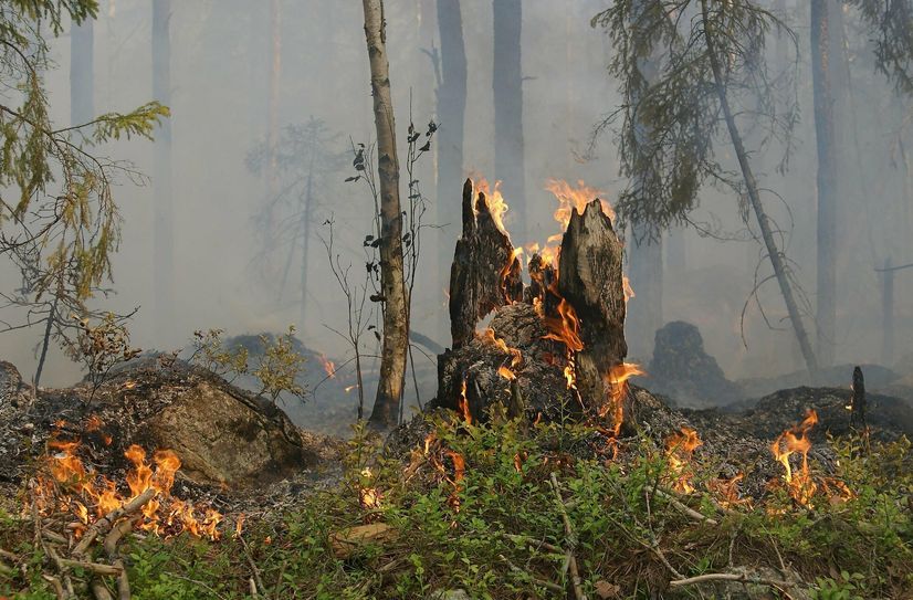 In Sachsen ist offenes Feuer im Wald und in der Nähe – darunter fällt auch Rauchen – grundsätzlich ganzjährig verboten.