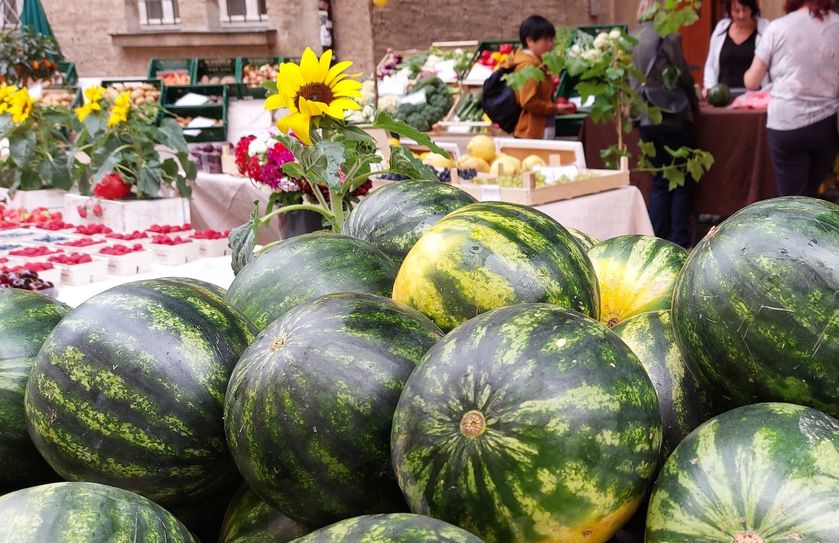 Schon lange sind Melonen in der Region keine reinen Exoten mehr und auch in der Lommatzscher Pflege immer öfter zu finden.