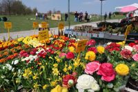 Herbstpflanzenmarkt im Findlingspark am 28. September - Gartenfreuden & Pflanzenvielfalt
