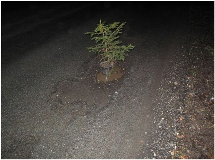 Neue Nadelbaum-Population?  Foto: Polizei