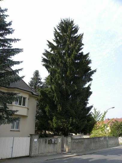 Baum 1 = Fichte