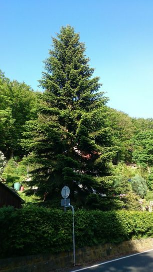 Baum 2 = Weißtanne