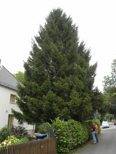 Baum 3 = Fichte