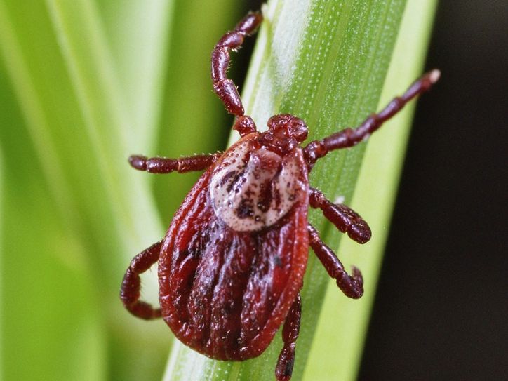 Zecken sind bei alte Bekannte. Aber auch sie sind mittlerweile Reservoire für einige sehr gefährlich in Deutschland neu auftretende Krankheiten. Foto: Heinz Mehlhorn