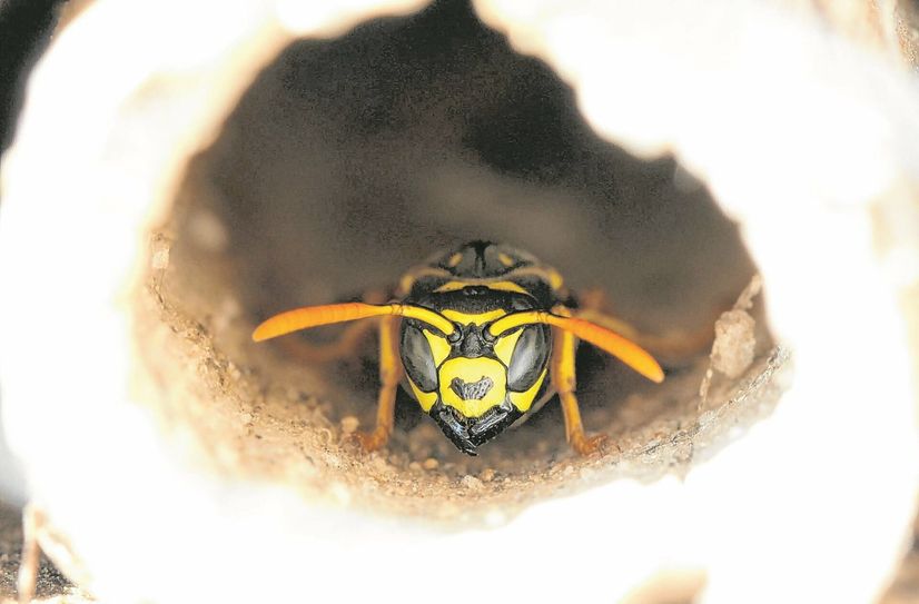 Eine Idee aus dem Bürgerhaushalt des vergangenen Jahres hat auch dieser Wespe ein neues zu Hause gegeben. Sie wohnt jetzt (zumindest zeitweise) im neuen Insektenhoteln an der Zwickauer Straße.