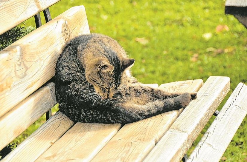 Holzbänke dienen nicht nur Katzen als Ruheplatz, sondern sollen in der Gemeinde Röderland Nachbarn als Treffpunkt und als Ort des Austausches dienen.