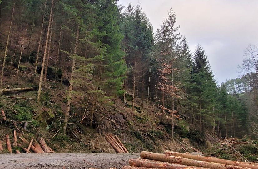 Am Waldweg Nasser Grund fällen Waldarbeiter im Auftrag der Nationalpark- und Forstverwaltung Sächsische Schweiz von Sachsenforst junge Fichten.