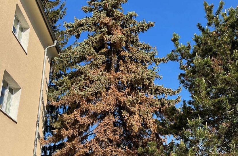 Befallene Blaue Stech-Fichte in Seidnitz.