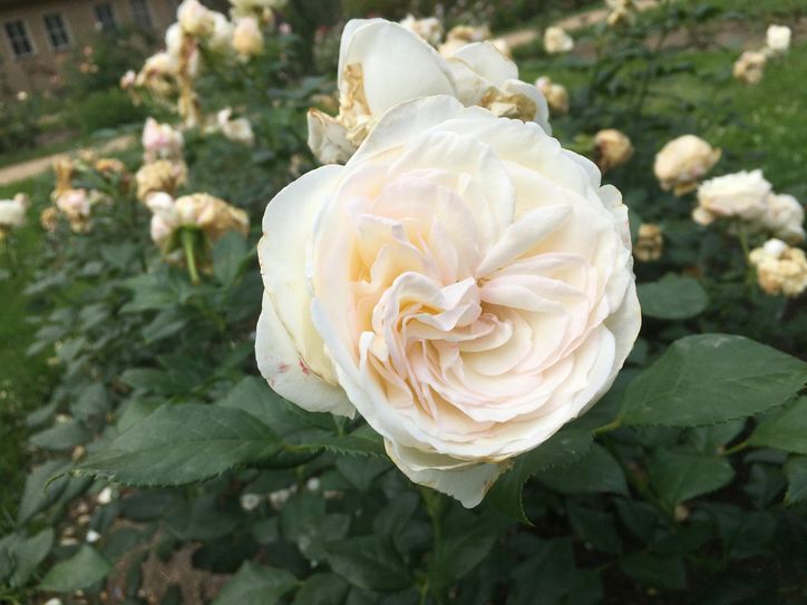 Die Rosenneuzüchtung "Camille Claudel" ist im Forster Neuheitengarten zu bewundern. Foto: Palm