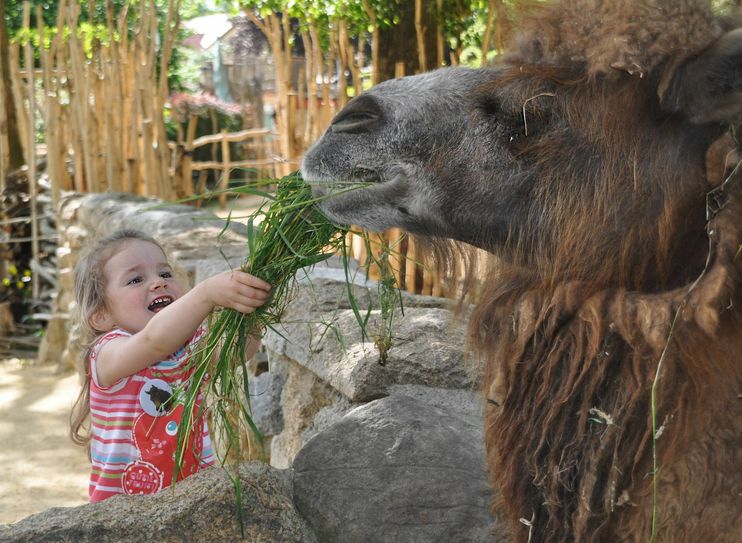 Die Aktion können alle Kindertagesstätten nutzen, die Kinder im Vorschulalter betreuen. Foto: www.zoo-goerlitz.de, K. Halla