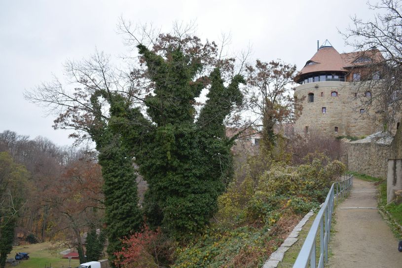 Am Ortenburghang müssen dringende Fällarbeiten durchgeführt werden. Foto: spa