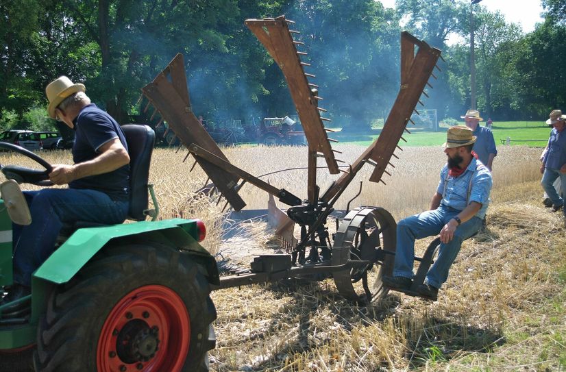Während des Garbenfestes in Kolochau wird auch zu sehen sein, wie mit traditioneller Technik Getreide geerntet wurde.