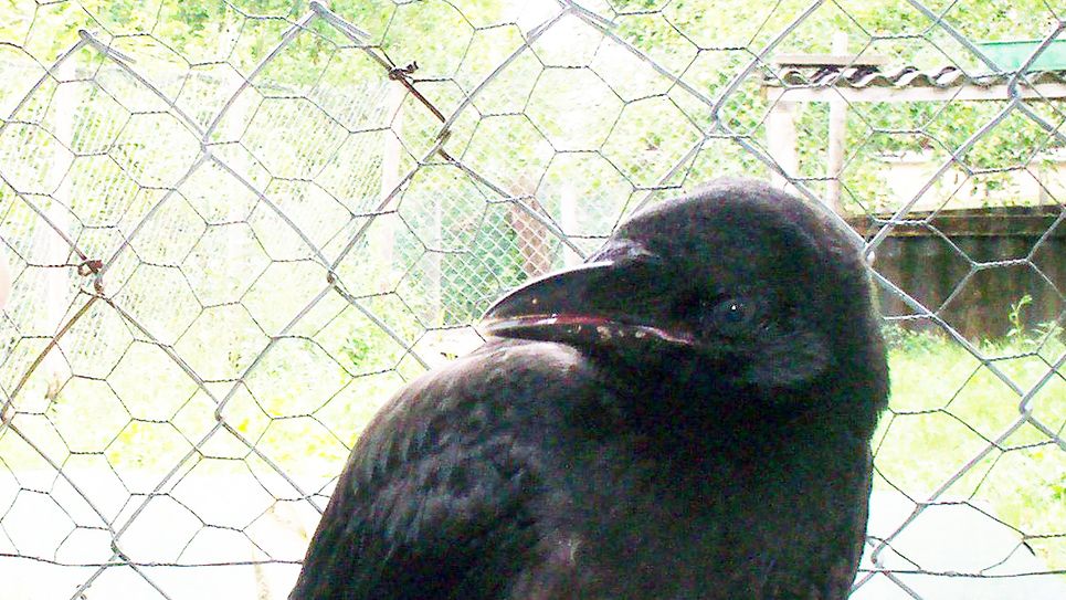 Krähen sind intelligente Tiere. Foto: Archiv