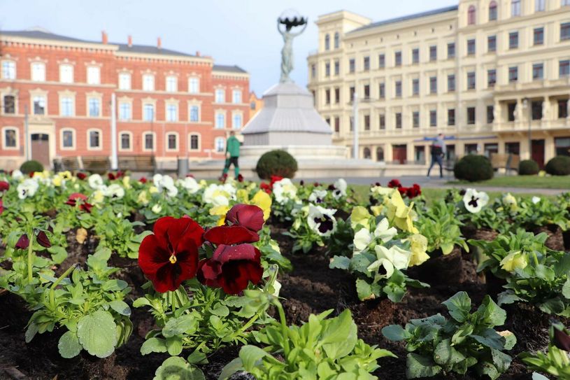 Die Frühjahrsbepflanzung, wie hier auf dem Postplatz, ist inzwischen abgeschlossen. Foto: Stadt Görlitz