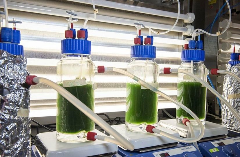 Im Algenbiotechnologie-Labor der BTU Cottbus-Senftenberg identifizieren Wissenschaftler den in Tumorzellen aktiven Wirkstoff aus Spirulina-Kulturen und klären mit neuen systembiologischen Verfahren die Wirkmechanismen auf.