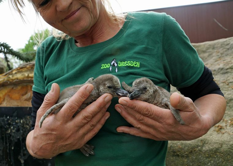 Tierpflegerin Heike Thiergen bei der Jungtierkontrolle. Foto: PR / Zoo Dresden